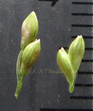  Spikelet pairs